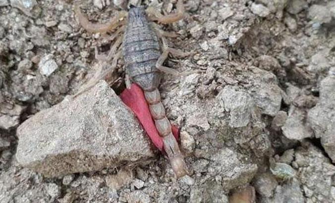 Nazilli'de en zehirli akrep türü görüldü