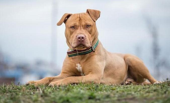 Araştırma: Çocukları en çok ısıran köpek cinsi 'pitbull'