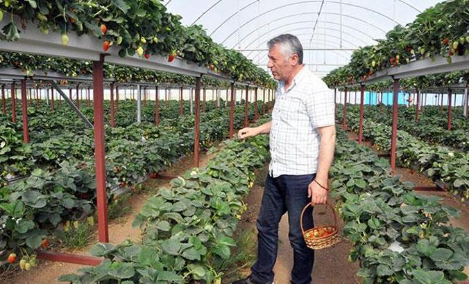 Kendi serasını kurdu, yılda 14 ton çilek üretiyor