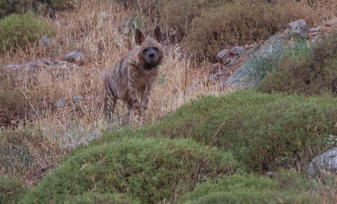 'Çizgili sırtlan' ve 'dağ ceylanı' Hatay'da görüntülendi