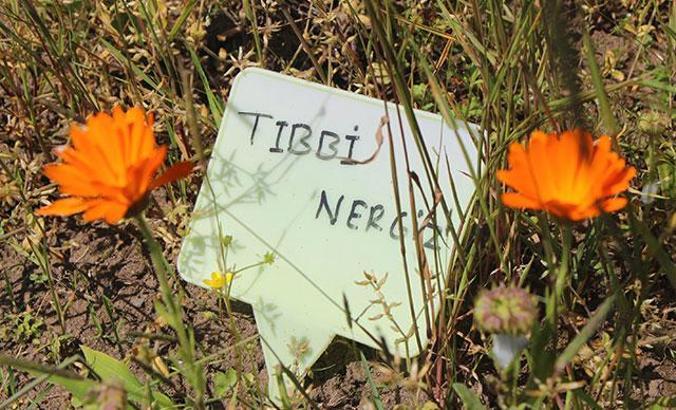 İlaç sanayi için tıbbi çiçek üretiyorlar