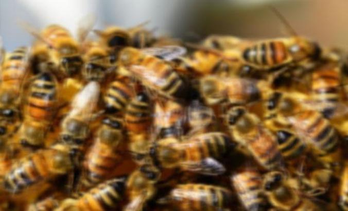 Nazımiye'de arı saldırısı: 1 ölü, 3 yaralı