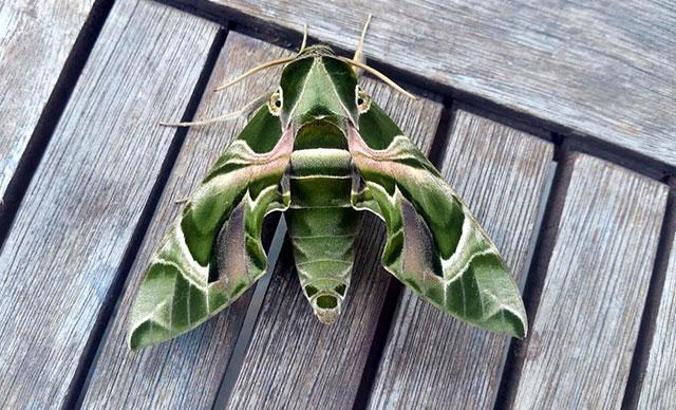 Bodrum'da nadir rastlanan mekik kelebeği görüldü