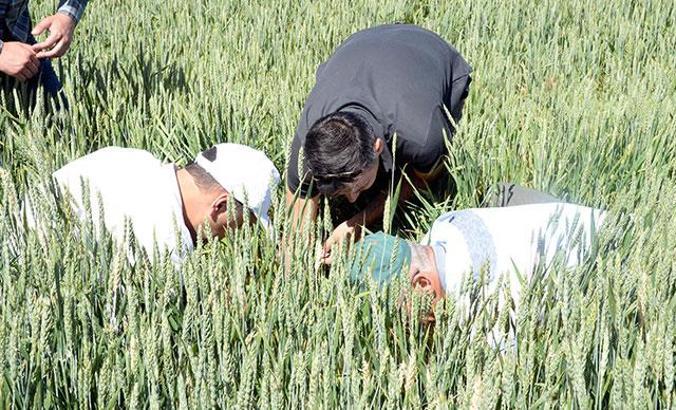 Yozgat'ta hububat üretiminde 'süne böceği' alarmı