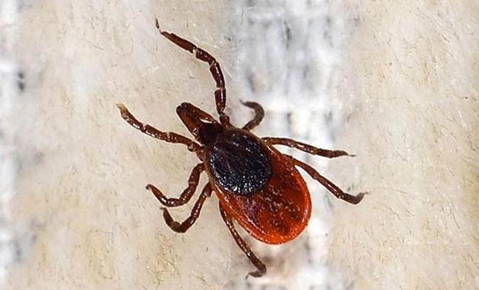 Sivas Sağlık Müdürlüğü'nden 'kene' açıklaması