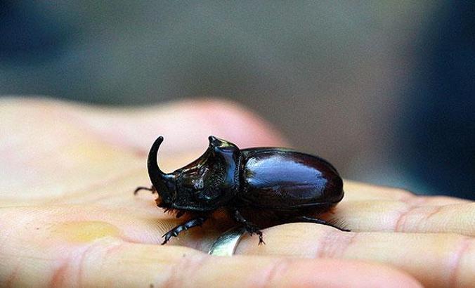 Dünyanın en güçlü türlerinden! Bingöl'de bulundu