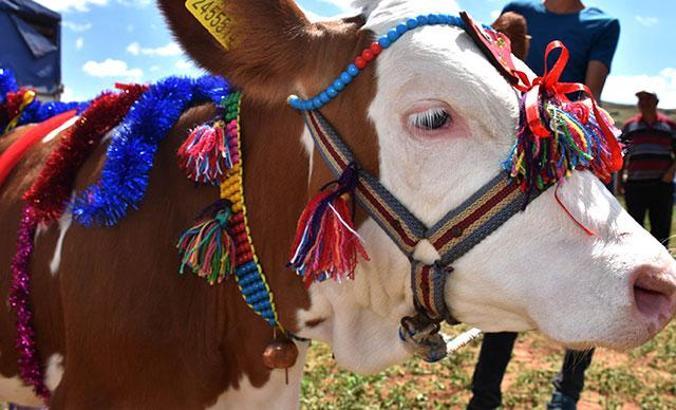Bahar şenliğinde buzağı yarışı ve tırpanla hasat yapıldı