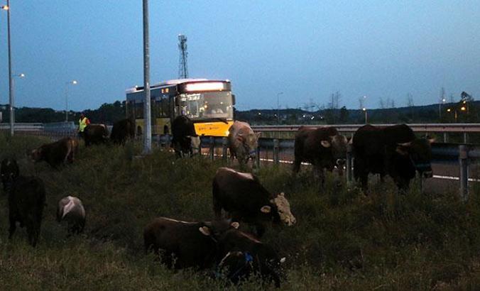 Kurbanlık taşıyan TIR bariyere çarptı, hayvanlar yola savruldu