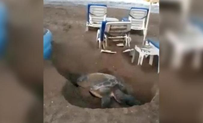 Şezlonglar arasında yumurtlama alanı arayan kaplumbağa tartışması