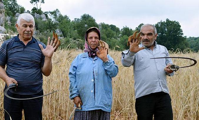 Çiftçiler, sarp arazideki ekinlerini orakla biçiyor