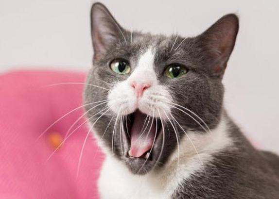 Evcil hayvanlarını fotoğraflamak isteyenler nelere dikkat etmeli?