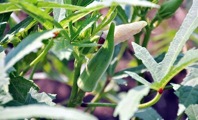 Getirisi en yüksek alternatif ürün, bamya