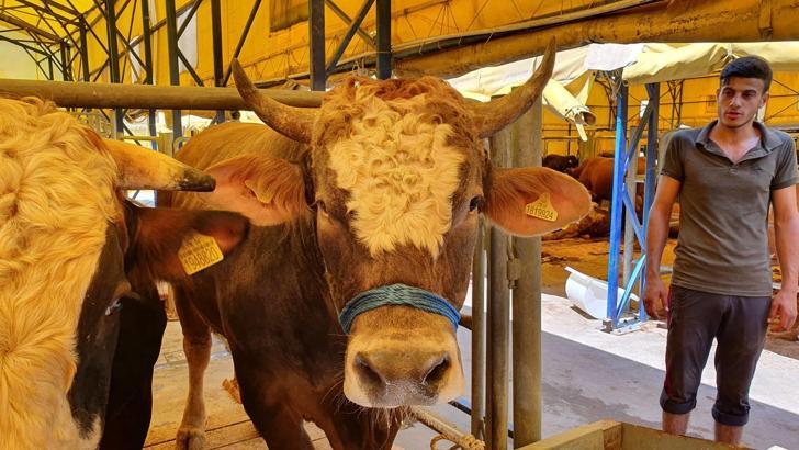 1 tonluk 'Sarıoğlan' 24 bin liraya alıcısını bekliyor