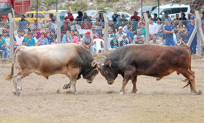 Kumluca'da boğa güreşi kararı