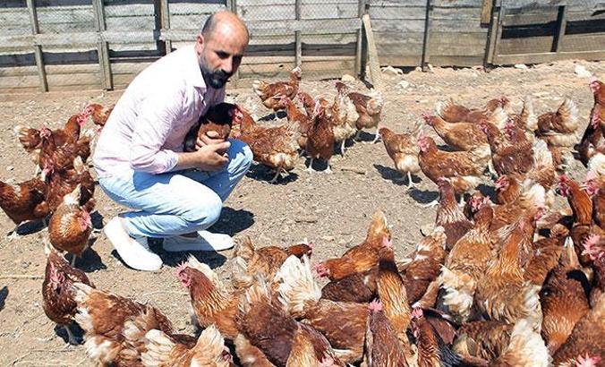 Hobi olarak başladı, tavuk çiftliği kurdu