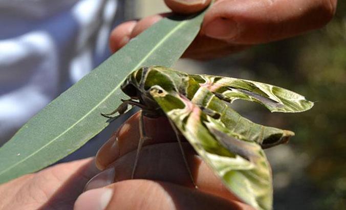 Bitkin halde bulduğu Mekik Kelebeği'ni elleriyle besliyor