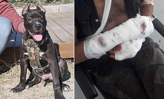 Pitbull dehşeti! Bu kez sahibine saldırdı