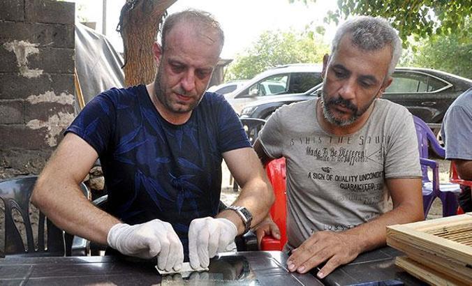 Osmaniye'de ilk kez, arı zehri sağımı yapıldı