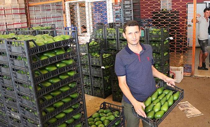 Alanya'da avokado ihracatı başladı