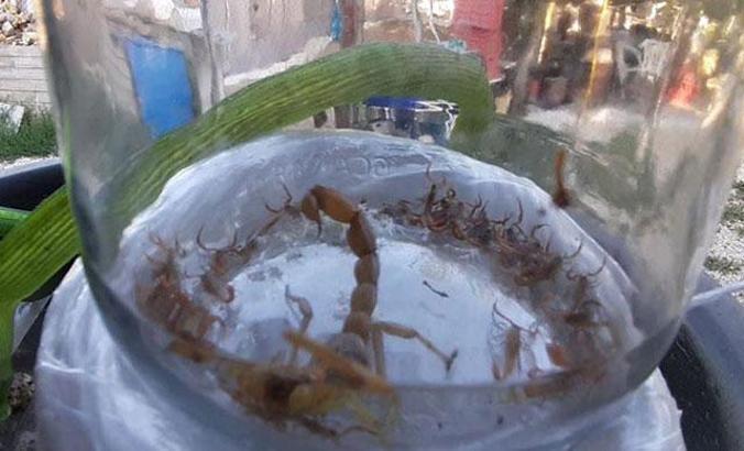 Akrep kavanozda 37 yavru dünyaya getirdi