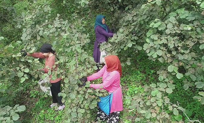 Kadın fındık işçilerinin zor mesaisi