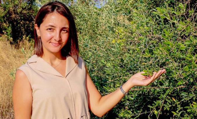 Zeytinde bilinçsiz kostik kullanımı sağlığa zararlı