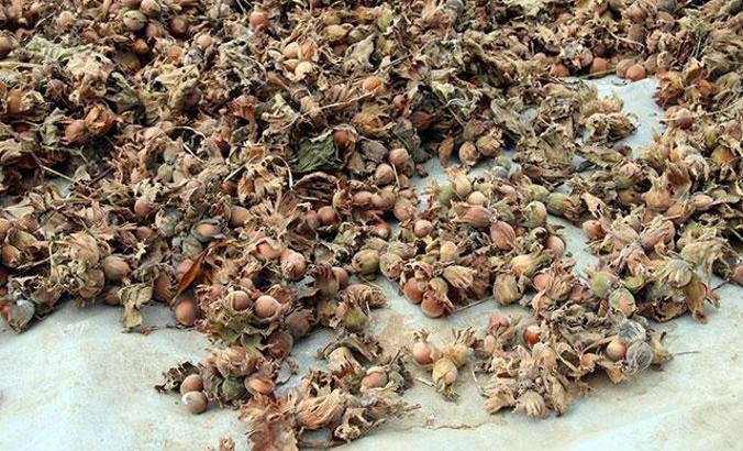 Fındık üretecisine 'aflatoksin' uyarısı
