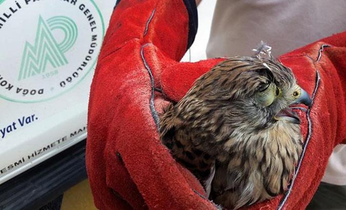 Av için dikilen kerkenezin göz kapakları, operasyonla açıldı