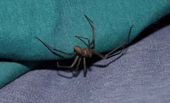 Kulağındakini su zannetti, örümcek çıktı