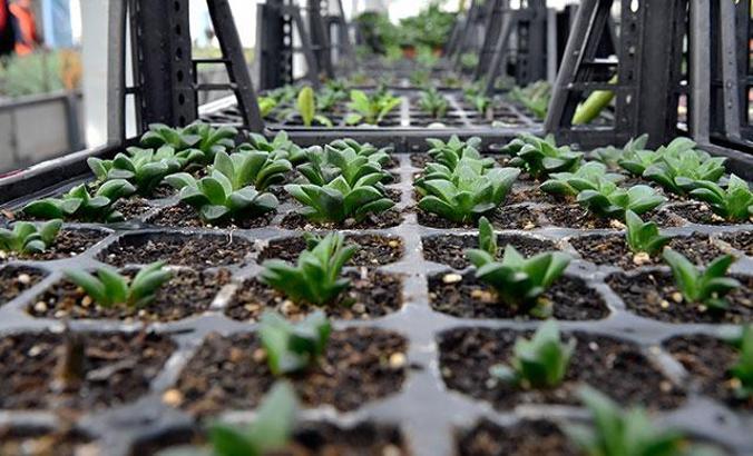 Ankara'da ithal ağaç dönemi sona eriyor