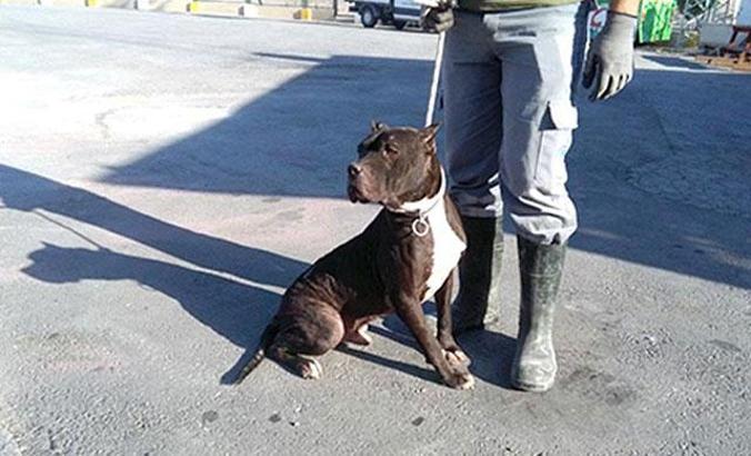 Kayseri'de 'tehlikeli ırk' köpek besleyenlere ceza