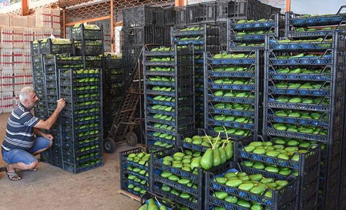 Alanya'dan Bulgaristan'a da avokado ihracatı başladı