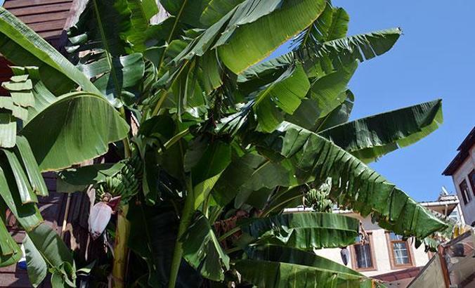Karadeniz’de yetiştirdi, görenler şaştı kaldı
