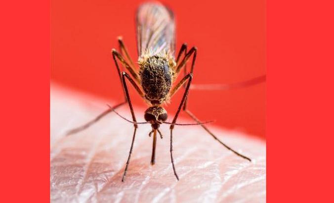 Batı Nil Virüsü kuzeye yayılıyor