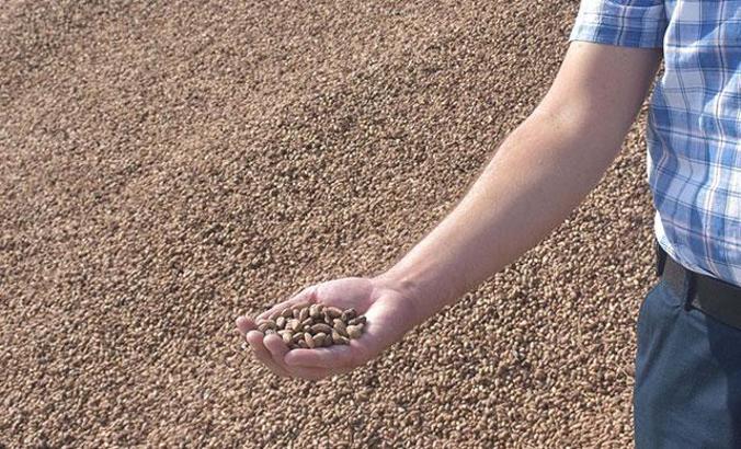 Çam fıstığındaki verim kaybı üretimi düşürdü