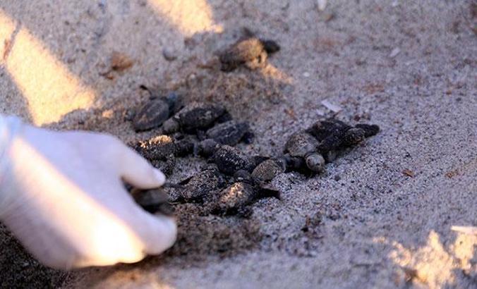 Bodrum'da caretta carettaların yumurtadan çıkış anları görüntülendi