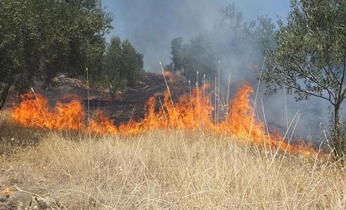 Burhaniye'de ot yangını, zeytinliklere sıçradı