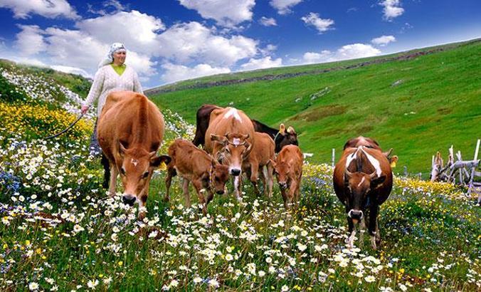 Yaylacılık kültürü, turizmde tesisleşmeye yenik düşüyor