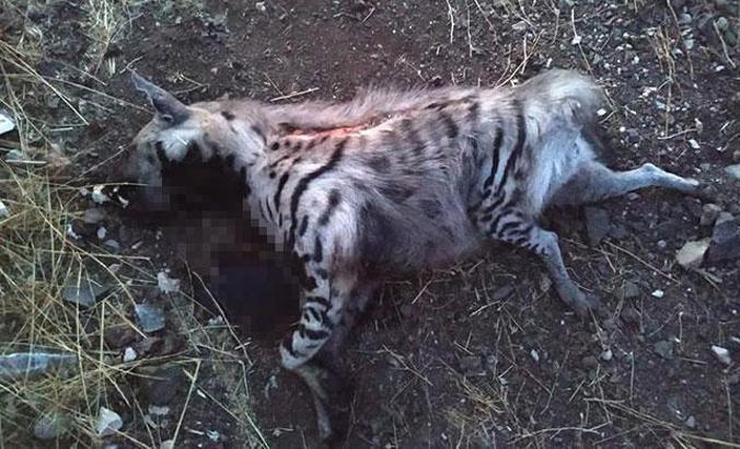 'Kırmızı liste'de yer alıyordu! Otomobilin altında can verdi