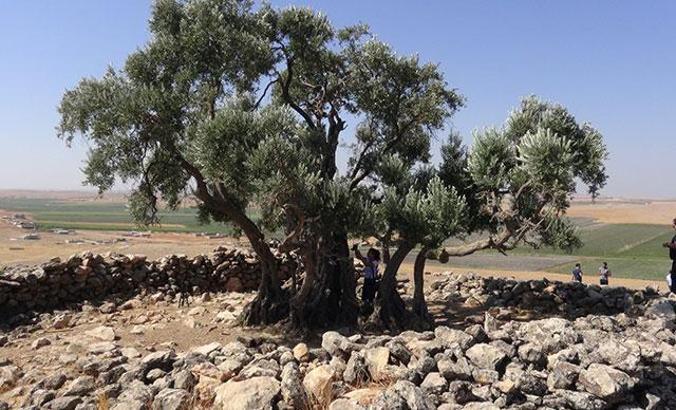 Şanlıurfa’da 2 bin yıllık zeytin ağacı her yıl zeytin vermeye devam ediyor