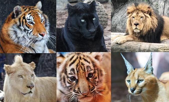 Türkiye büyük kedilerine isim verdi