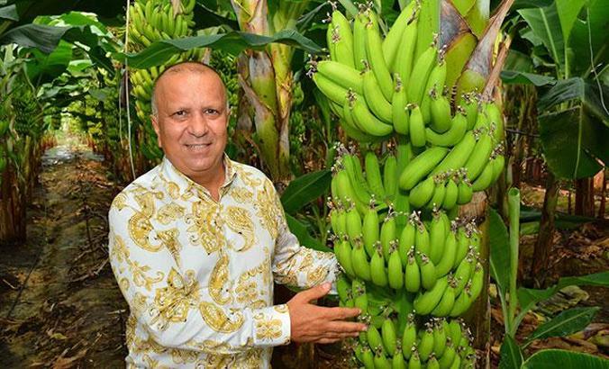 Türkiye'de muz üretimi 498 bin tonu geçti