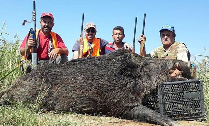 350 kiloluk domuz avladılar