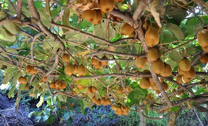 Antalya'da turfanda kivi hasadı başladı