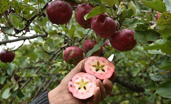 Posof’un içi dışı kırmızı elması tescillendi