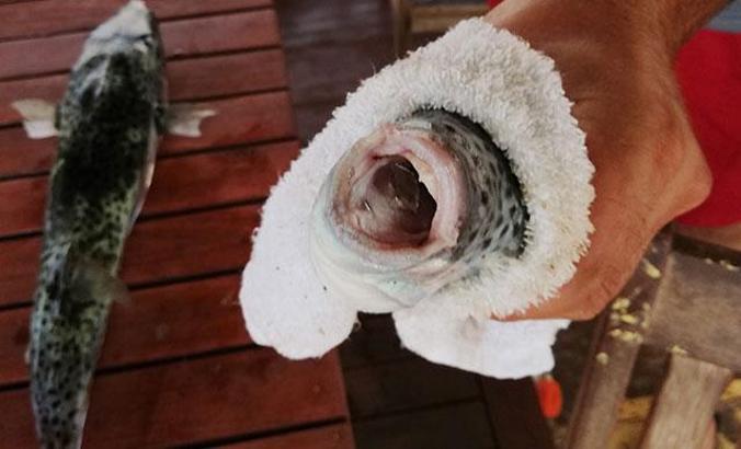 Balıkçıların 'balon balığı' tedirginliği