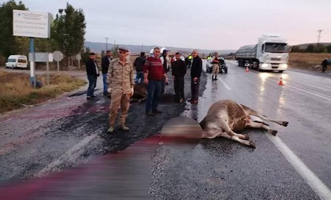 Tokat'ta otomobil sürüye çarptı, 3 büyükbaş öldü