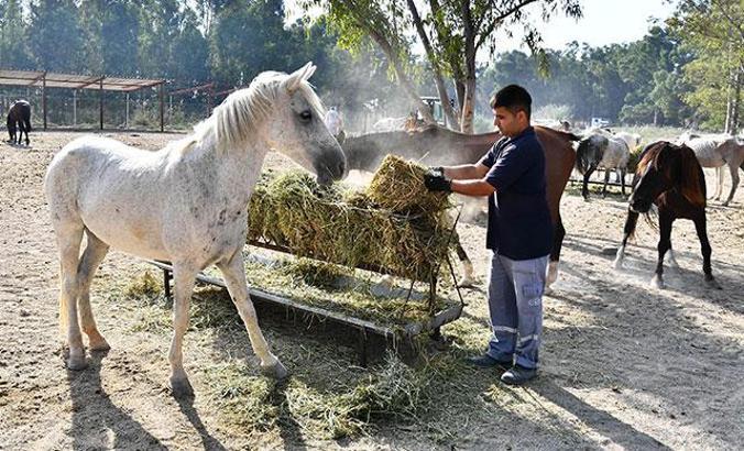 İzmir'de faytonların kaldırılmasıyla 36 at, Doğal Yaşam Parkı'nda yaşayacak