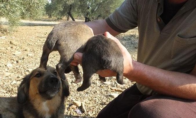 Kuyruksuz doğan 2 yavru köpek ilgi odağı oldu
