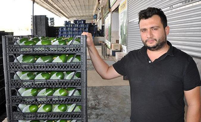 Gazipaşa'nın avokado hedefi 5 milyon adet